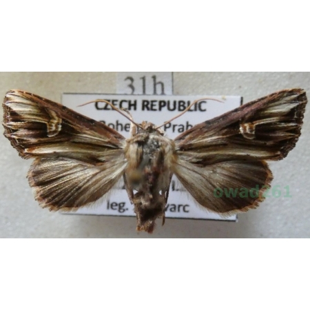 Actinotia polyodon (Clerck, 1759) Cmucha przejrzysta, przydrożnica dziurawcówka Czech31h